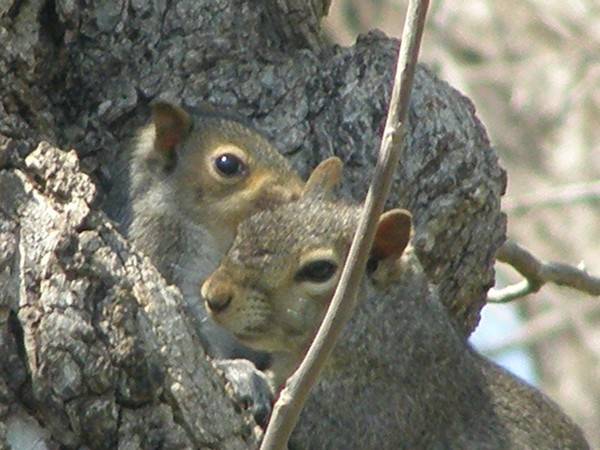 Two Squirrels