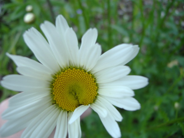 Daisy
