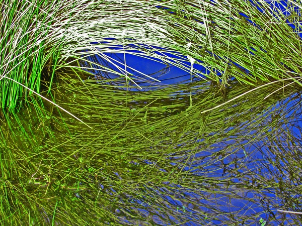 Swamp Reeds