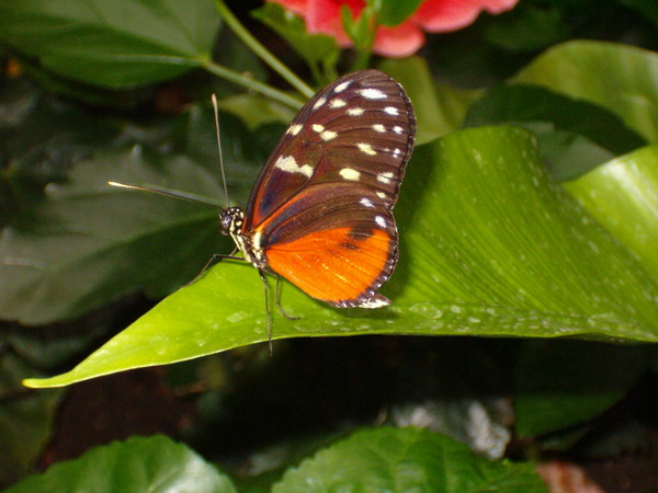 Magic Wings 4