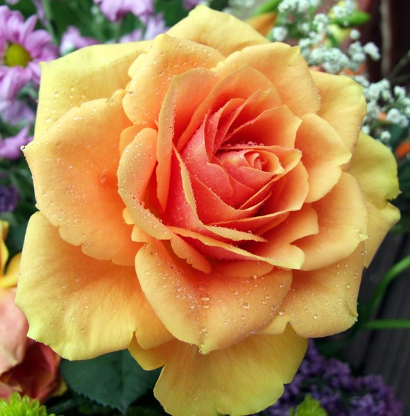 orange rose