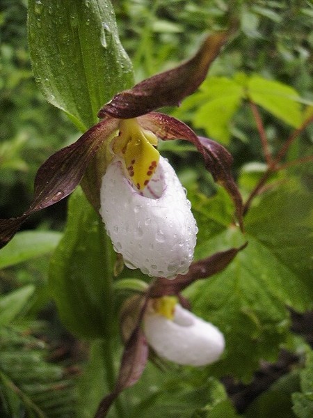 lady slipper