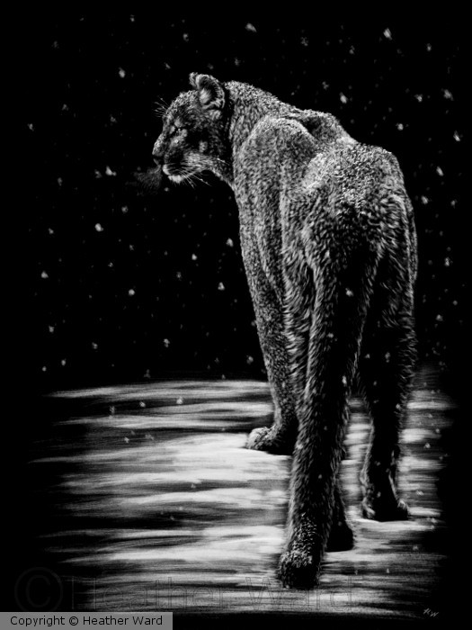 Snow Patrol