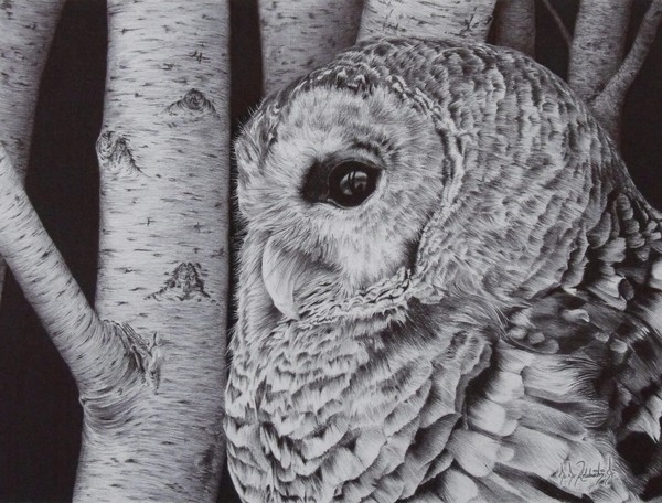 Barred Beauty -Barred Owl