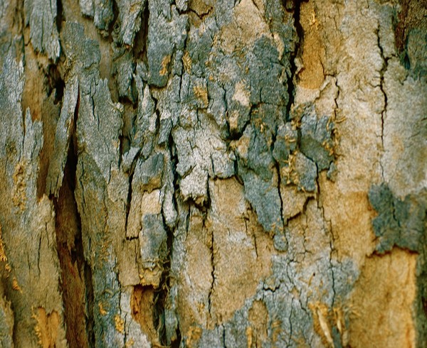 Tree Spirits