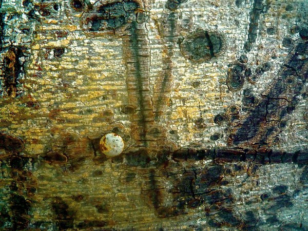 Tree Graffiti #6
