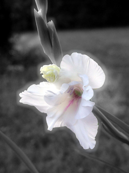 White Gladioli
