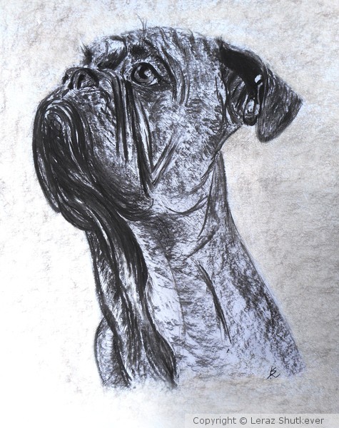 Ari
