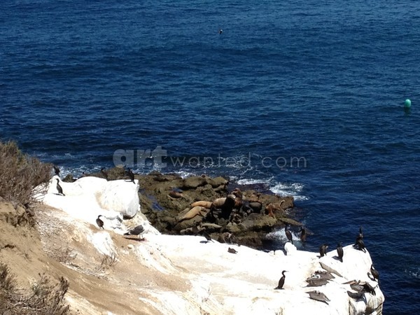 Seals Bark