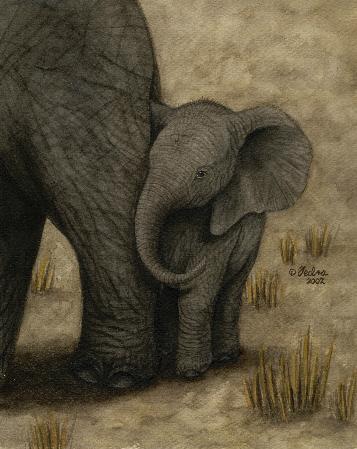 Baby African Elephant