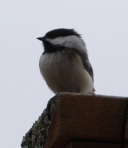 Cute Bird