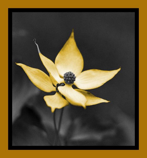 Dogwood