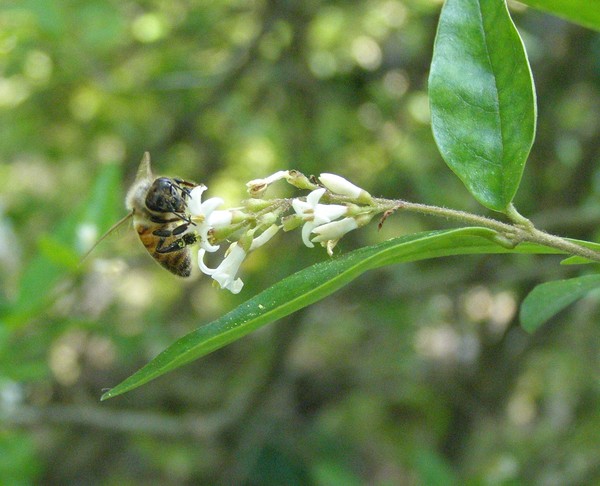 Li'l BuzzBuzz