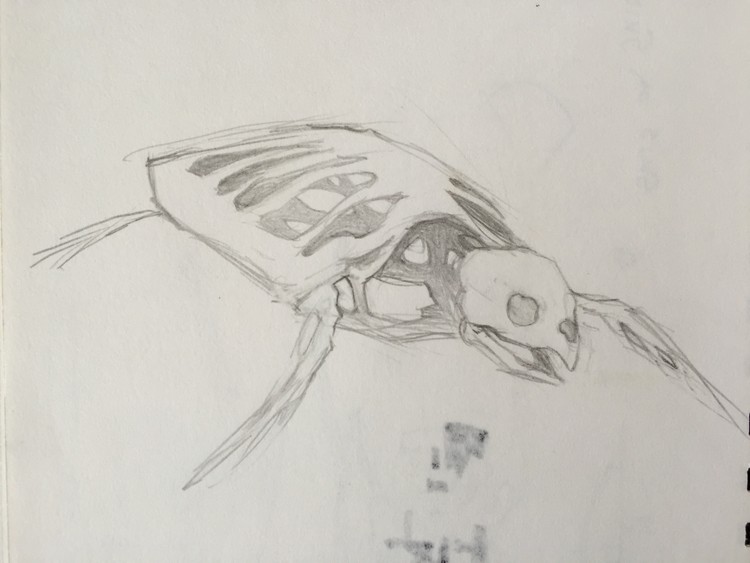turtleSaurus