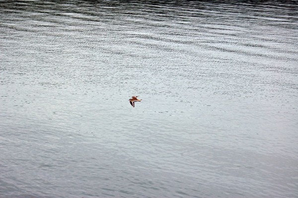 killdeer in flight