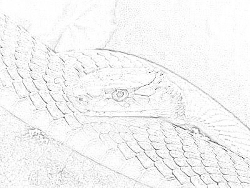 snake