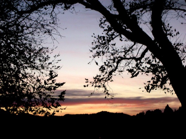 Accented Silhouette 