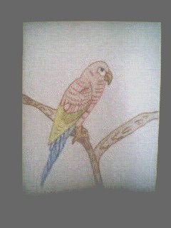 My Feathered Friend