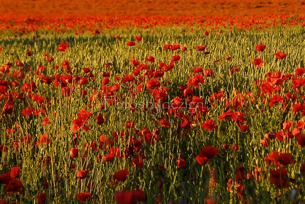 Poppy Love