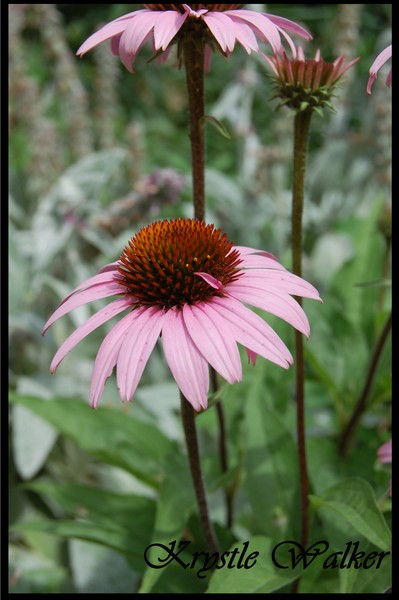 Double Purple Daisey