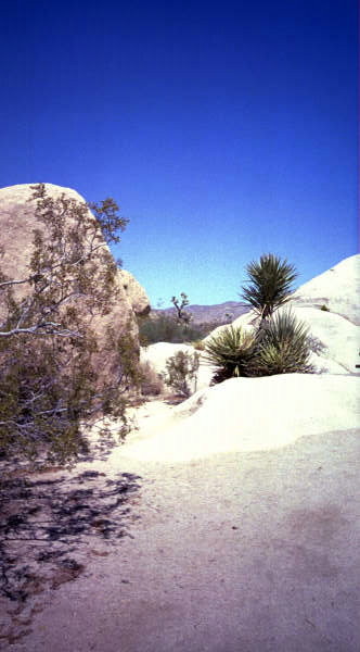 desert
