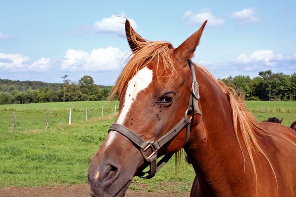 Horse