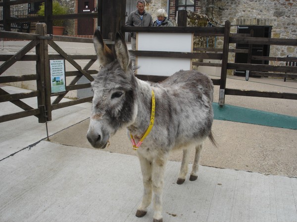 Donkey love