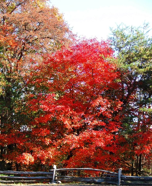 The colors of autumn