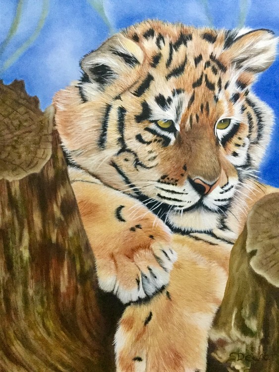 Tiger Cub