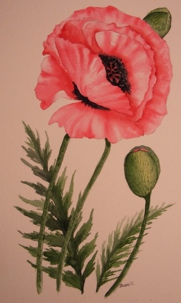 Poppy