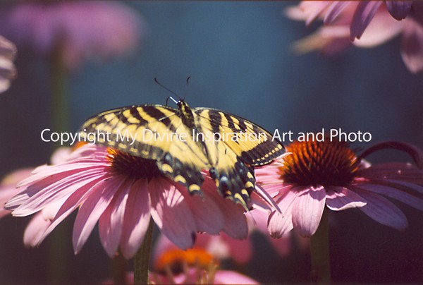 swallowtail beauty
