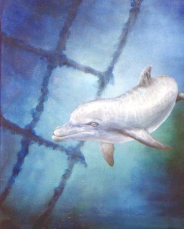 Dolphin