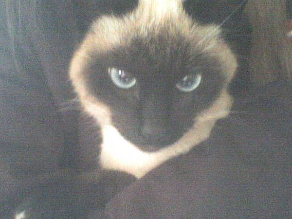 meine liebe 