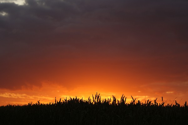 Corn at sunset
