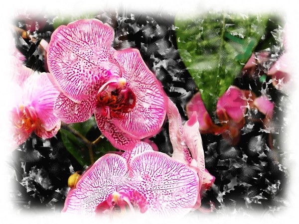 Orchids