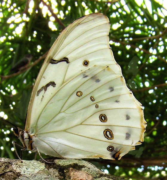   The Lycaenid Butterfly