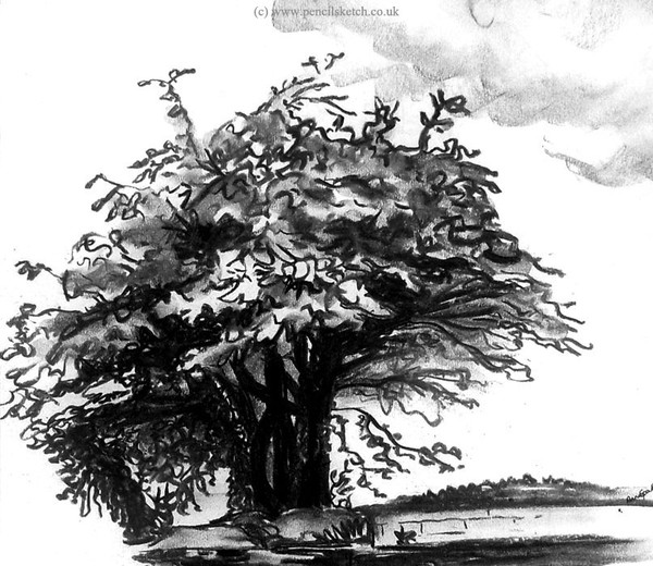 Tree Sketch