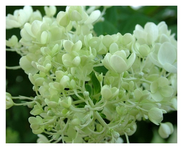 White Hydrangea