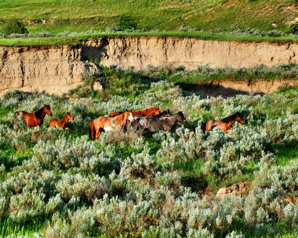 Wild Horses II