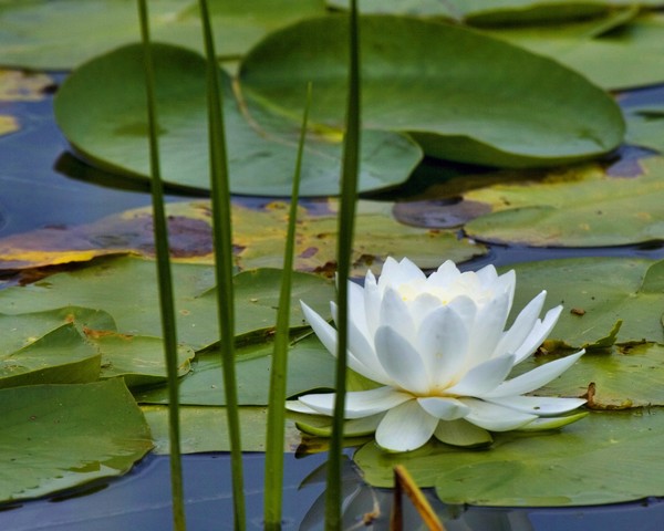 Water Lily