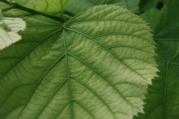 Tuscan Leaf
