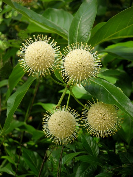 Pin Cushions Of Nature