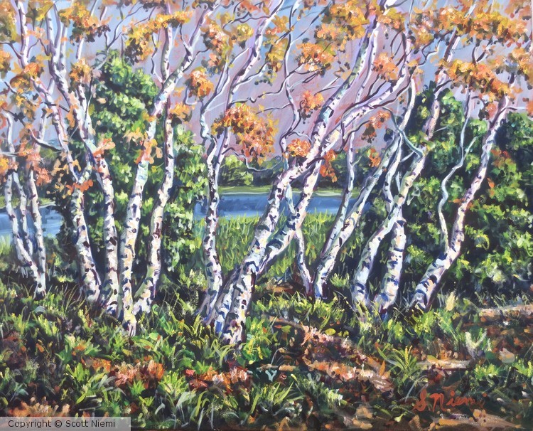 Birch Screen