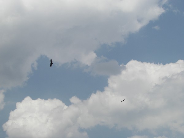 flying free