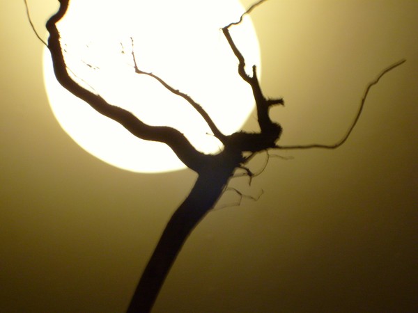 Branch Out