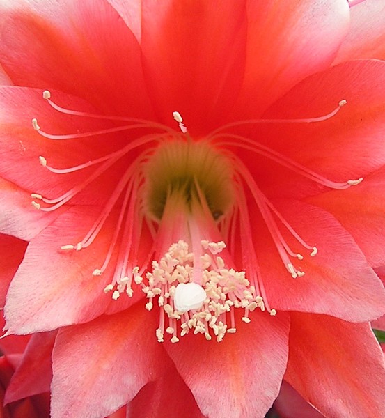 Salmon/pink macro flower