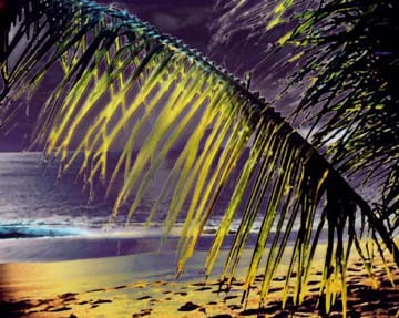Coconut fronds at sunset on the beach