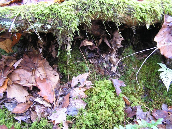 Moss & Leaves