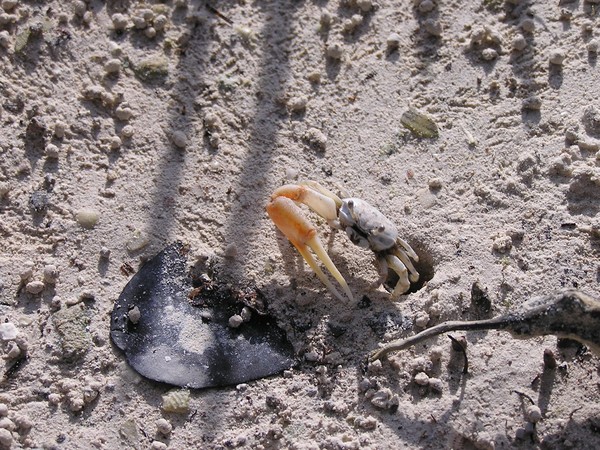 Crabby crab