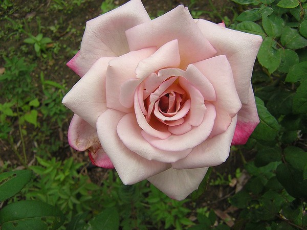 Mauve rose
